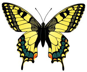 Image of Swallowtail butterfly